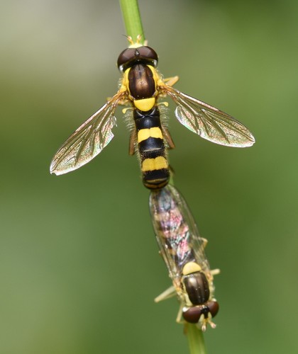 Common Globetail