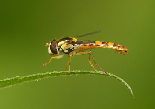 Common Globetail