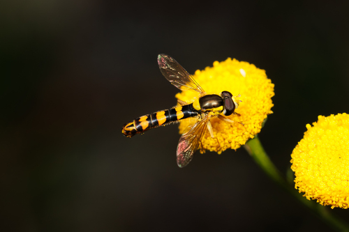 Common Globetail