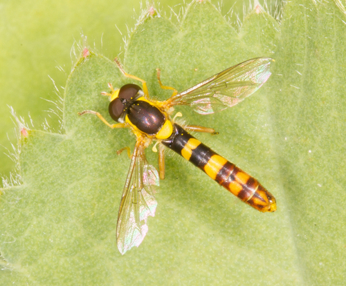 Common Globetail