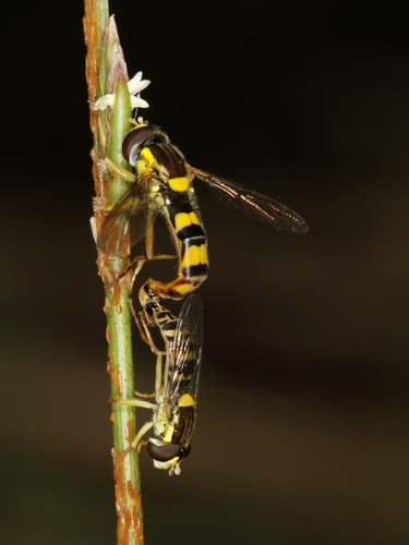 Common Globetail