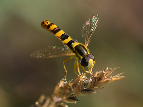 Common Globetail