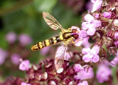 Common Globetail