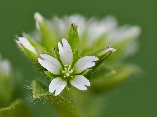 Sticky mouse-ear chickweed