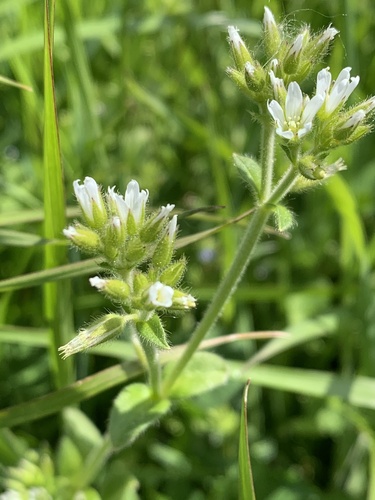 Sticky mouse-ear chickweed