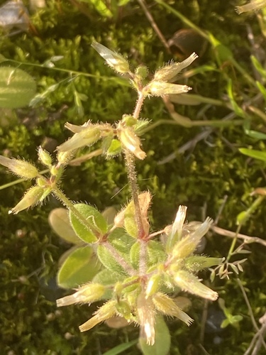 Sticky mouse-ear chickweed