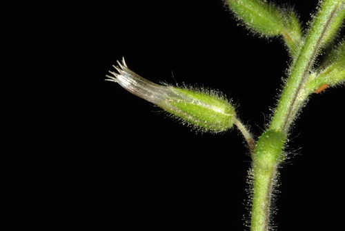 Sticky mouse-ear chickweed