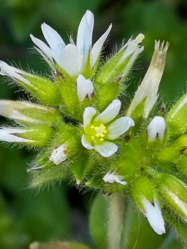 Sticky mouse-ear chickweed