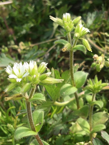Sticky mouse-ear chickweed
