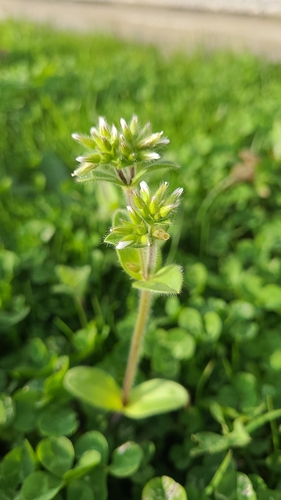 Sticky mouse-ear chickweed