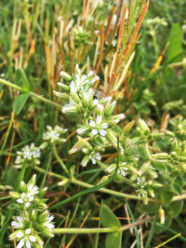 Sticky mouse-ear chickweed