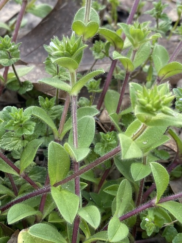Sticky mouse-ear chickweed