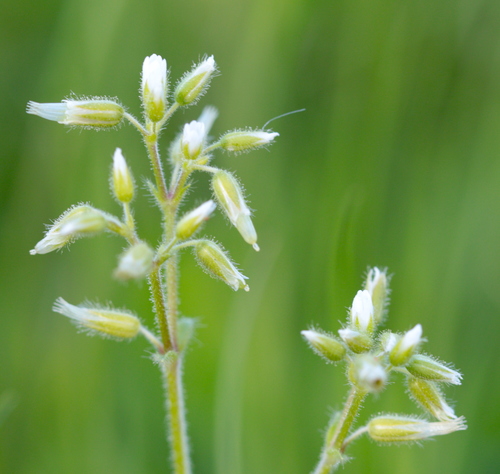 Sticky mouse-ear chickweed
