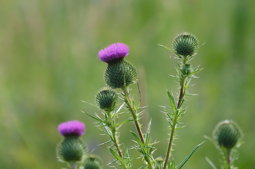 Bull Thistle