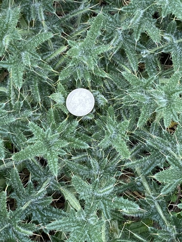 Bull Thistle