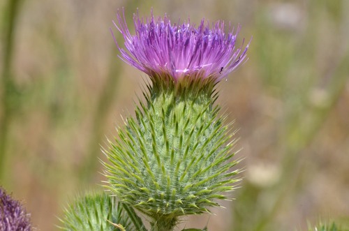 Bull Thistle
