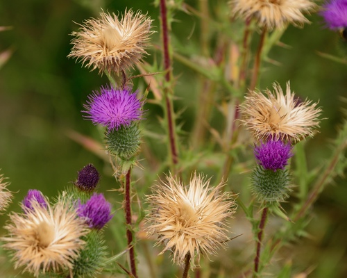 Bull Thistle