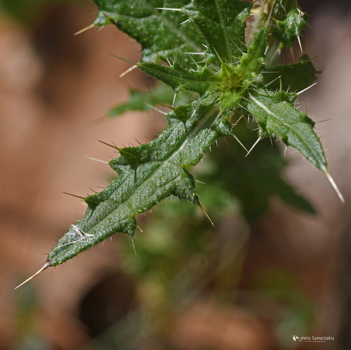 Bull Thistle