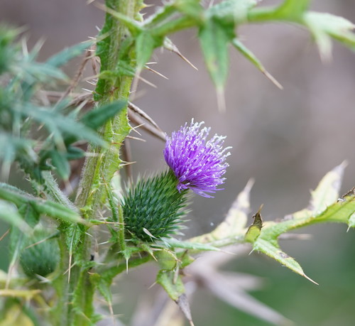 Bull Thistle
