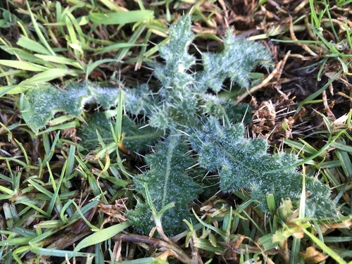 Bull Thistle