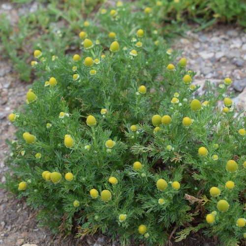 pineapple-weed