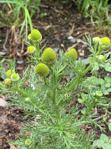 pineapple-weed