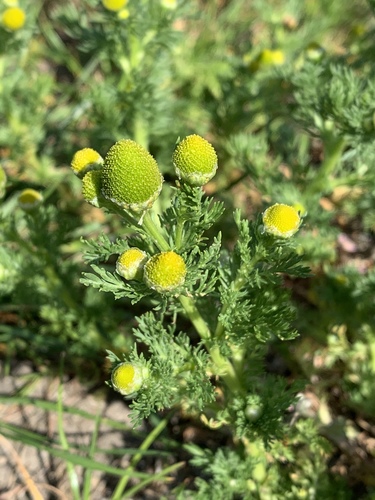 pineapple-weed