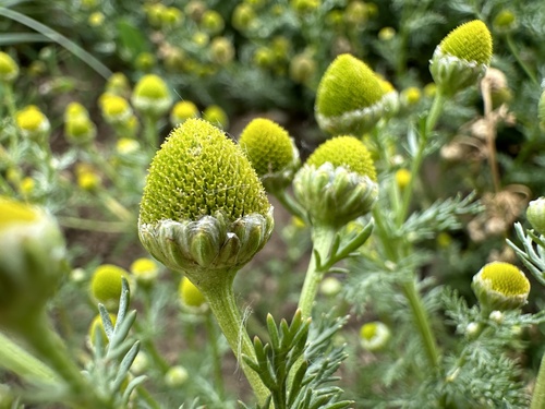 pineapple-weed