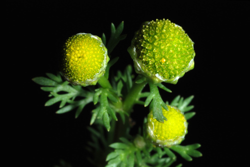 pineapple-weed