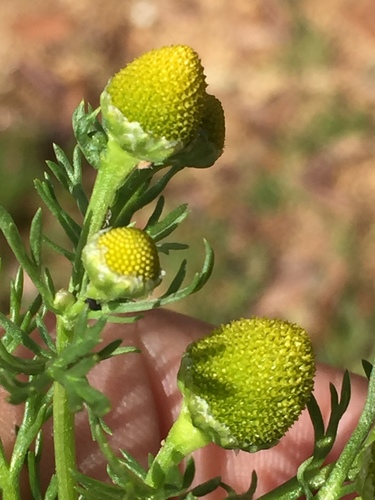 pineapple-weed