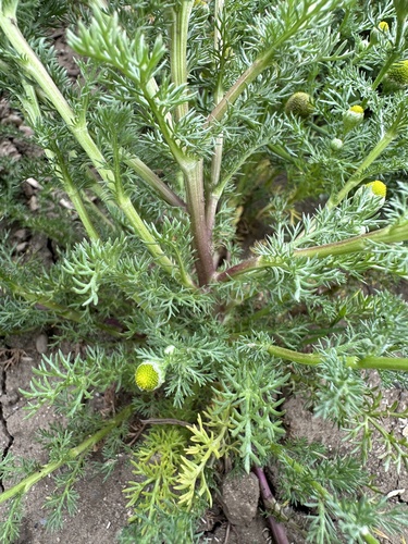 pineapple-weed