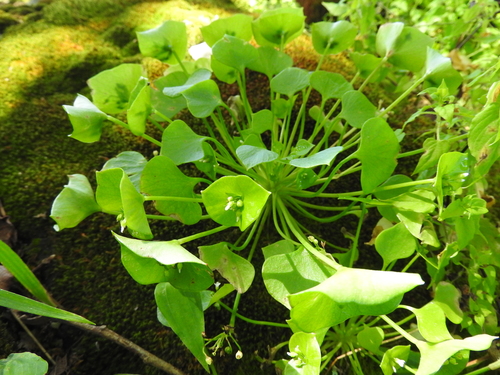 miner's lettuce