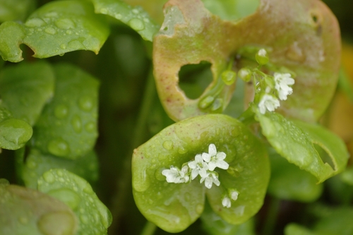 miner's lettuce
