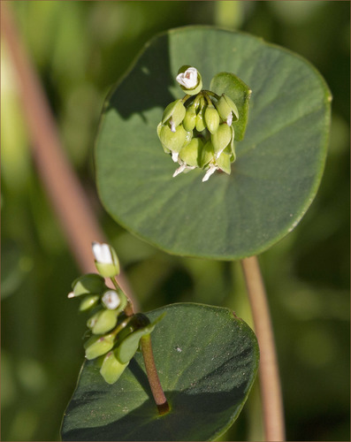 miner's lettuce