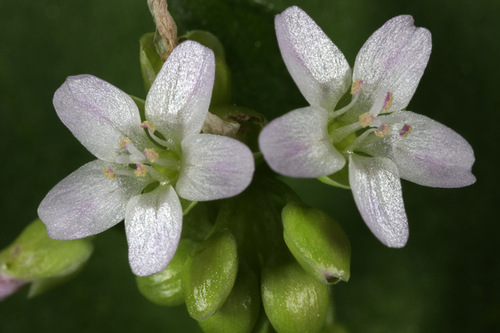 miner's lettuce