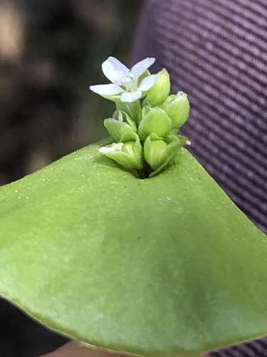 miner's lettuce