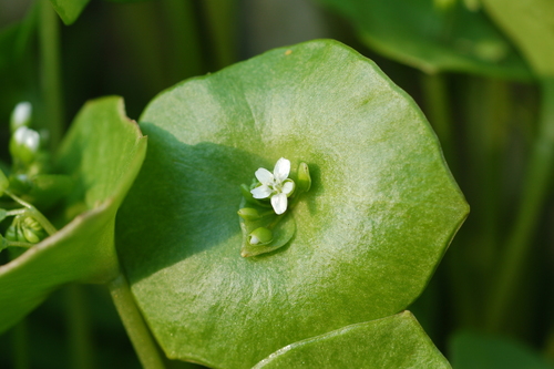 miner's lettuce