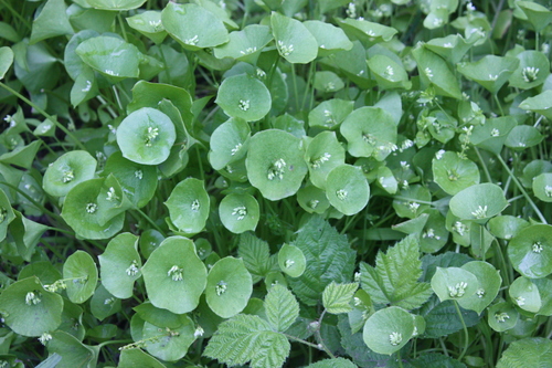 miner's lettuce