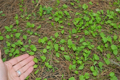 miner's lettuce