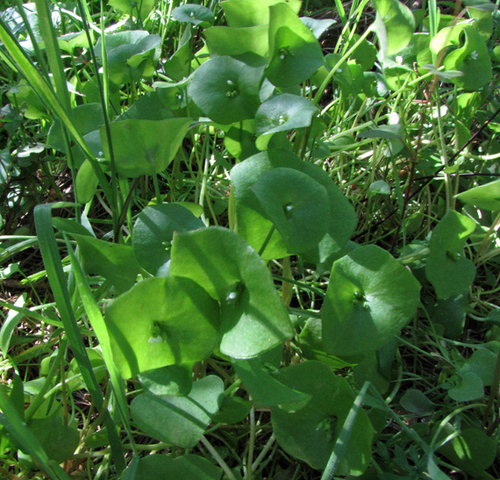 miner's lettuce