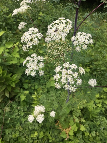 poison hemlock