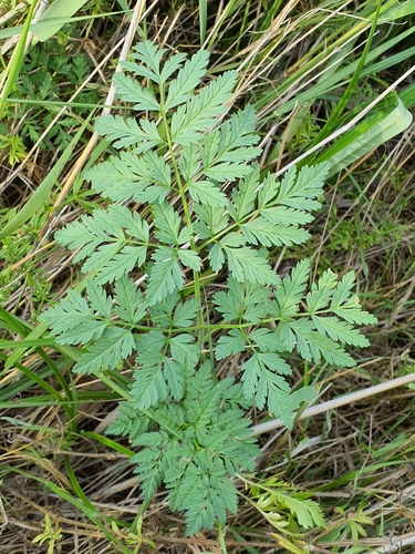 poison hemlock