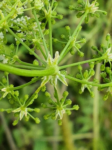 poison hemlock
