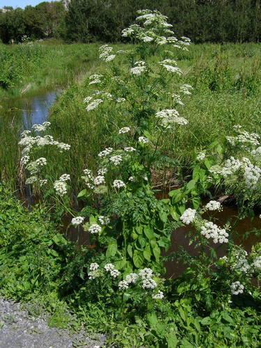 poison hemlock
