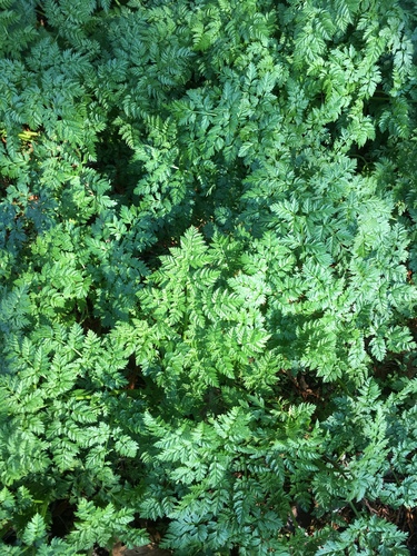poison hemlock
