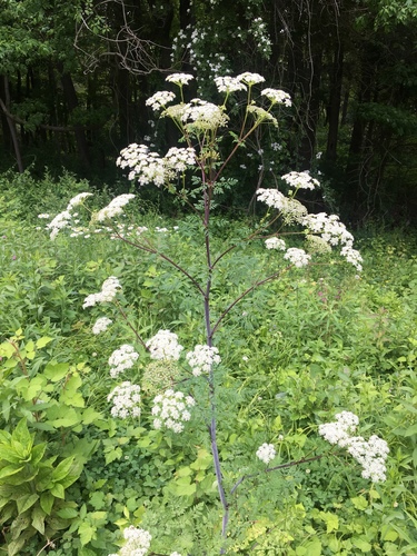 poison hemlock