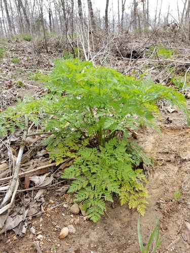 poison hemlock