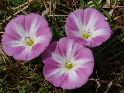 field bindweed