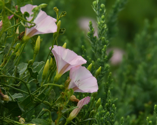 field bindweed