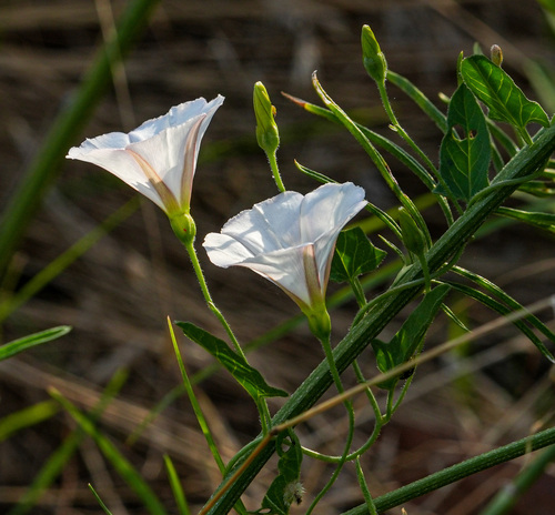 field bindweed